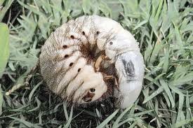 Pest & Disease Monitoring